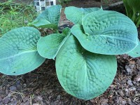 Hosta Hosta